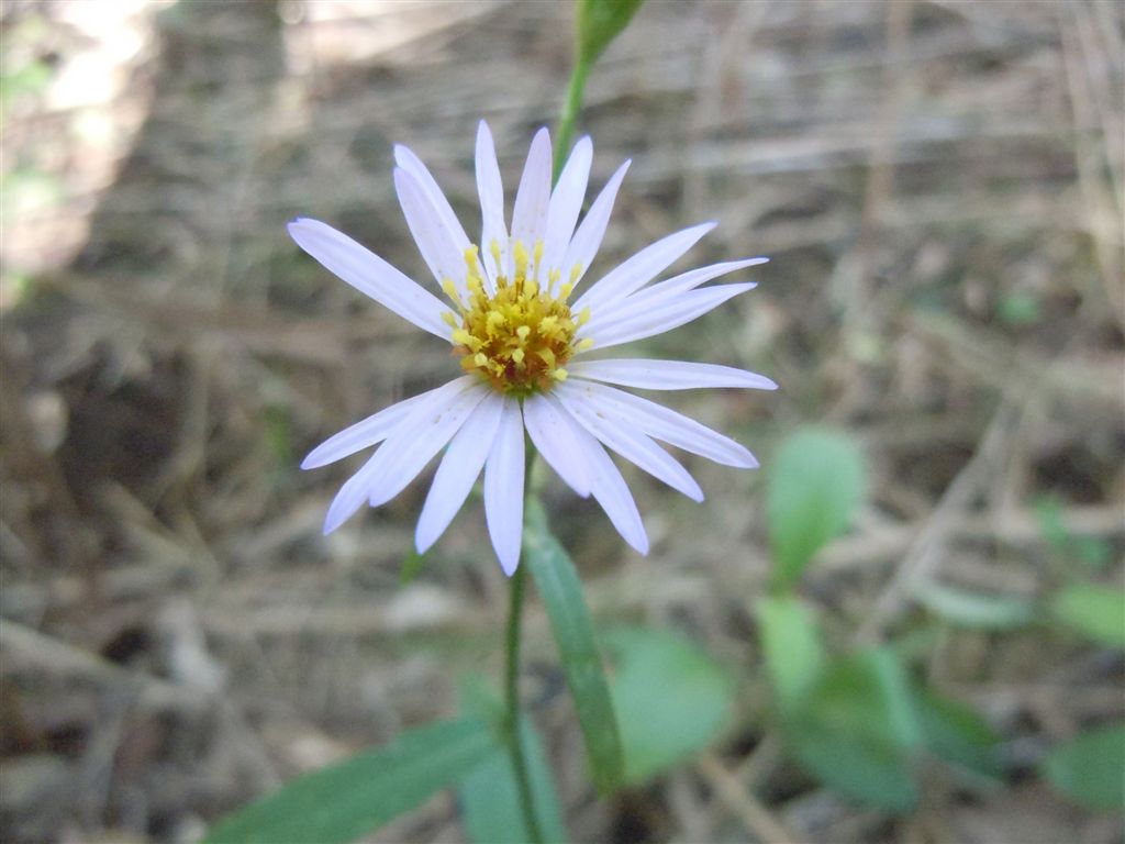 Asteracea da determinare
